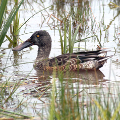 WWT London Wetland Centre Barnes