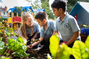 Big Trees from Little Acorns Grow